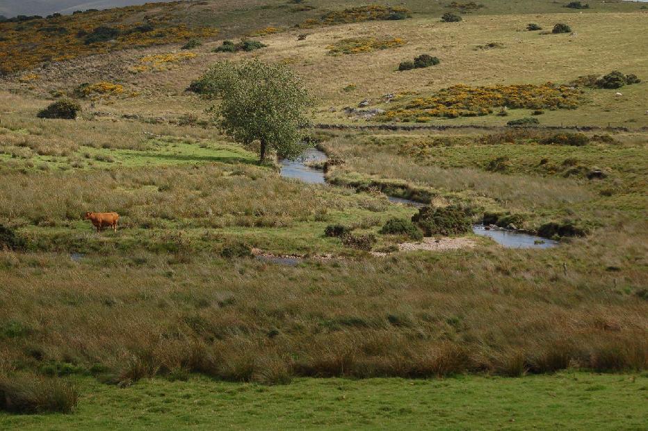 <i><b>Dartmoor</b></i>