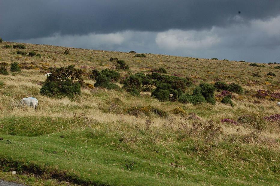 <i><b>Dartmoor</b></i>