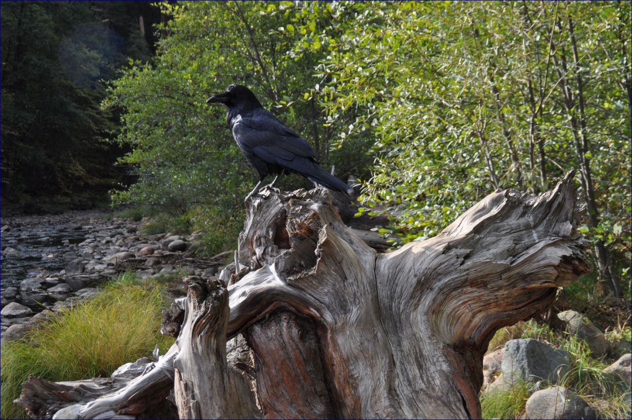 California-2014-463 - Yosemite National Park