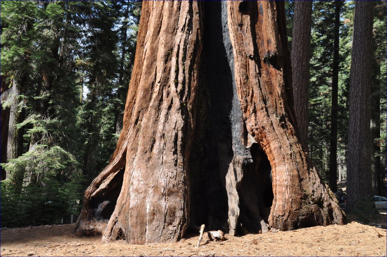 California-2014-481 - Yosemite National Park