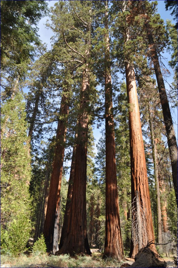 California-2014-487 - Yosemite National Park