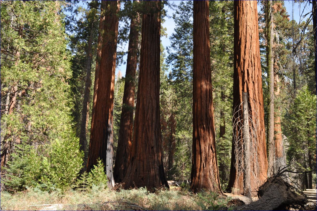 California-2014-488 - Yosemite National Park