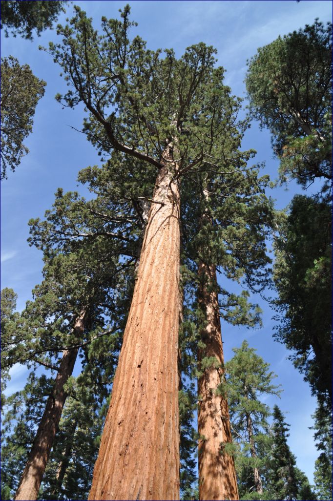 California-2014-495 - Yosemite National Park