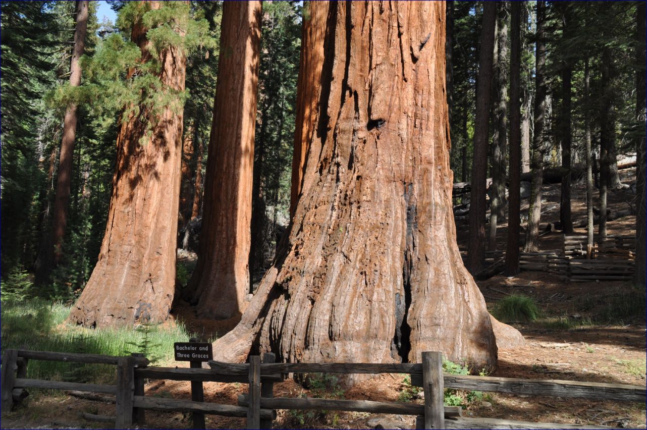 California-2014-496 - Yosemite National Park