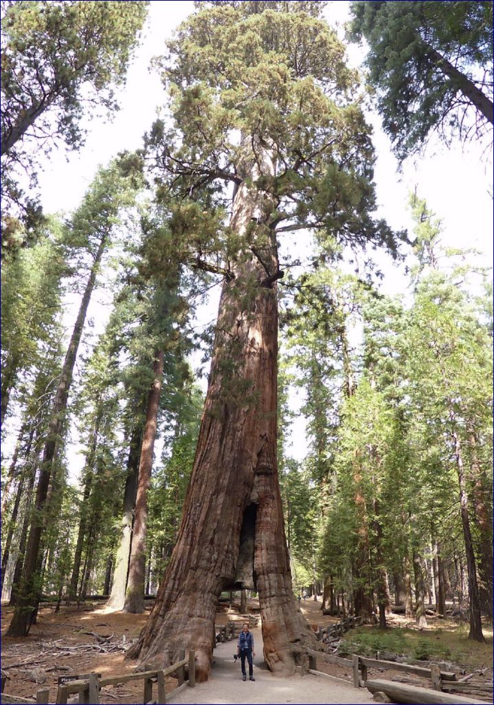 California-2014-513 - Yosemite National Park