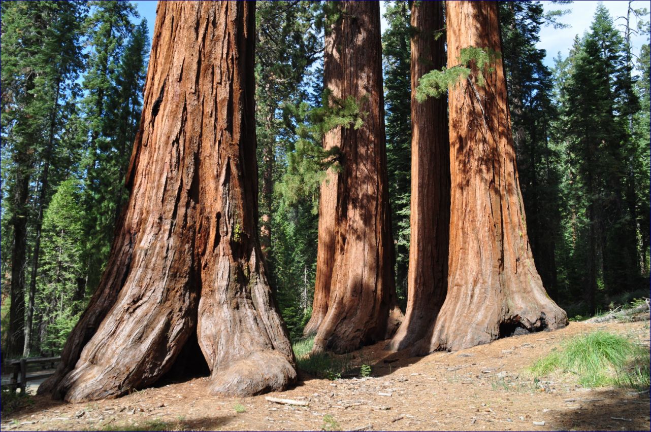 California-2014-518 - Yosemite National Park