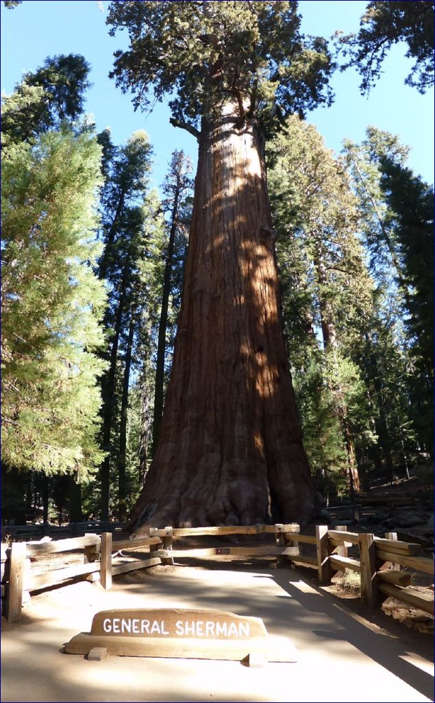 California-2014-539 - Sequoia Nationel Park