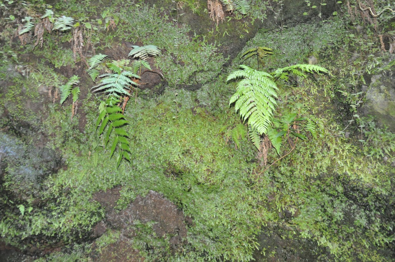 Serra do Paul