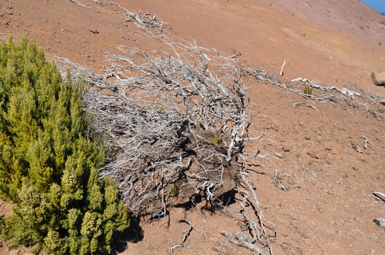 Wanderung zum Pico Ruivo