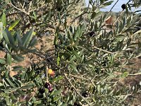 Mallorca-Spanien-Frankreich-25-0521