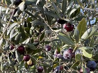 Mallorca-Spanien-Frankreich-25-0522