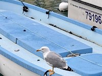 Mallorca-Spanien-Frankreich-25-0670