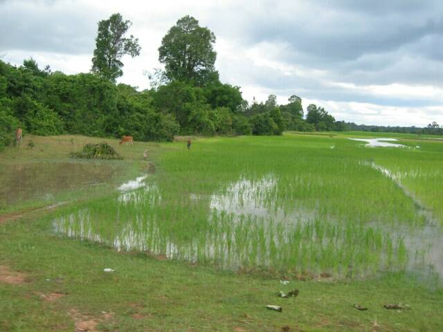 0209-Reisfeld_in_Siem_Reap