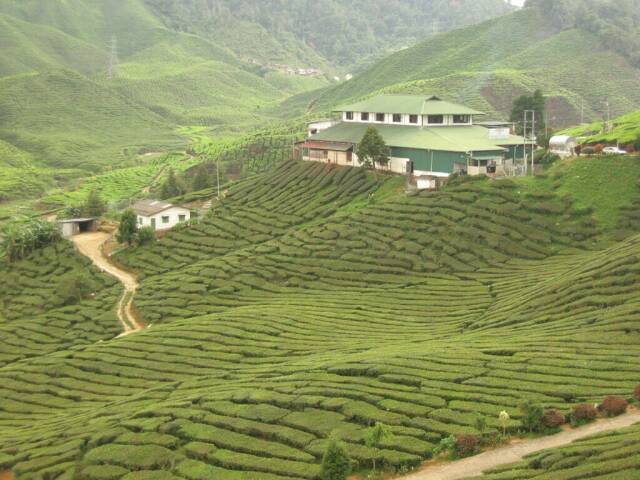 Teeplantage in den Cameron Highlands