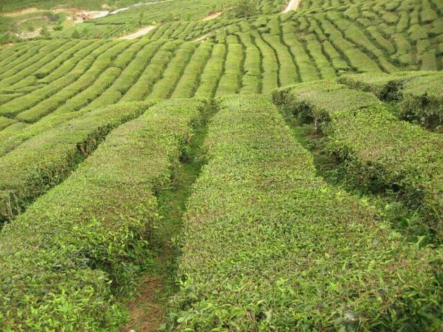 Teeplantage in den Cameron Highlands