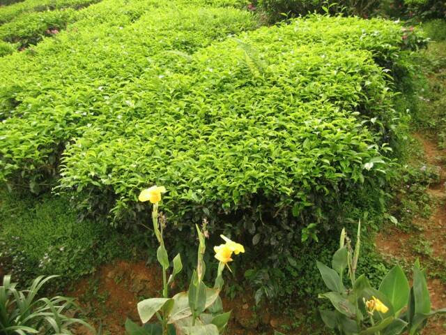 Teeplantage in den Cameron Highlands