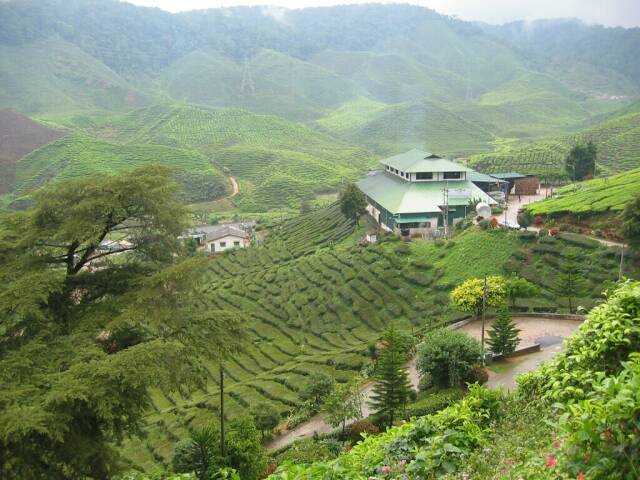 Teeplantage in den Cameron Highlands