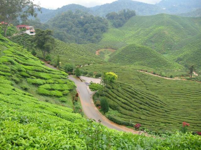 Teeplantage in den Cameron Highlands