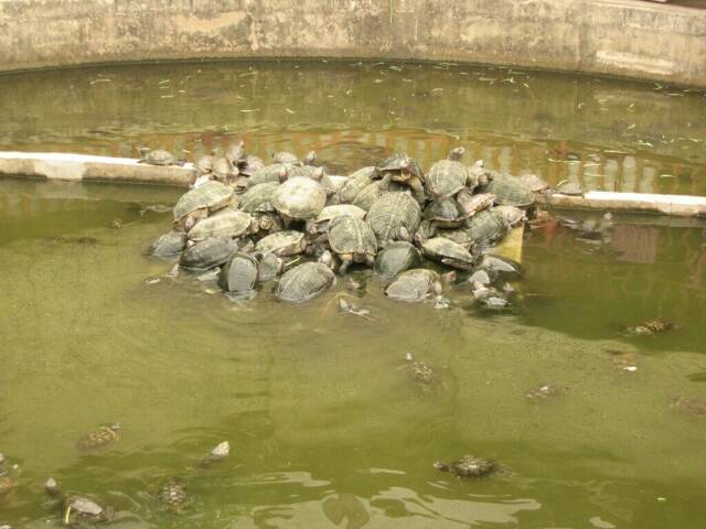 Schildkrten im Kek Lok Si-Templelam Penang Hill