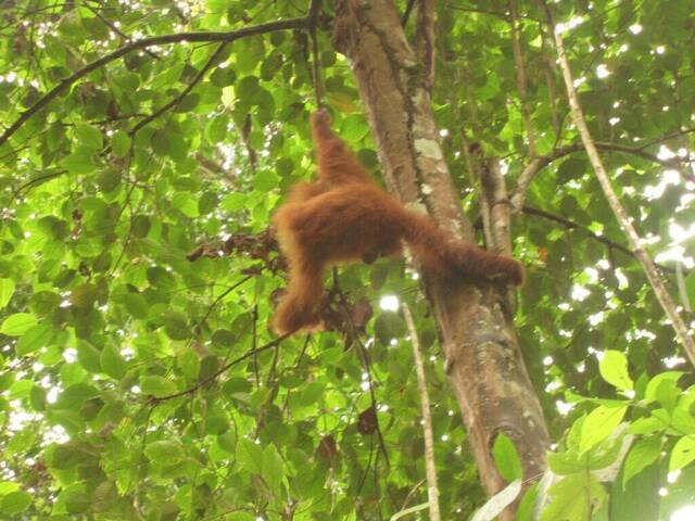 Der erste Orang Utan kommt ...