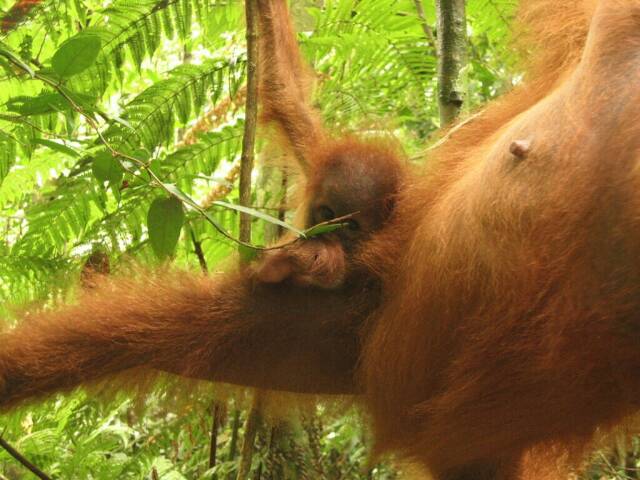 Mama und Baby in Groaufnahme