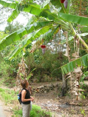 Andrea und Bananenstaude