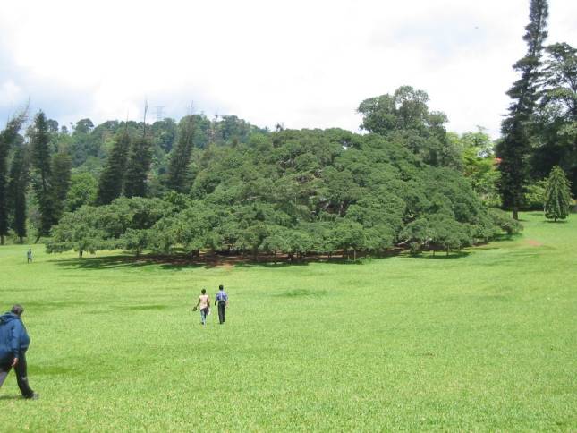 Im Botanischen Garten von Peradeniya