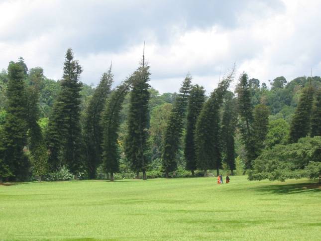 Im Botanischen Garten von Peradeniya