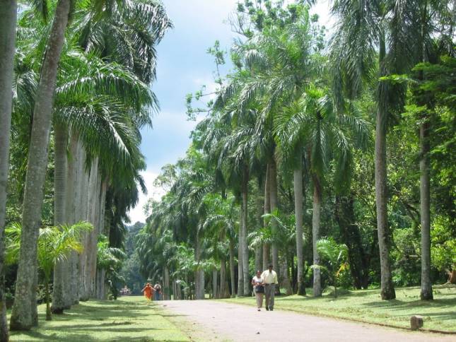 Im Botanischen Garten von Peradeniya