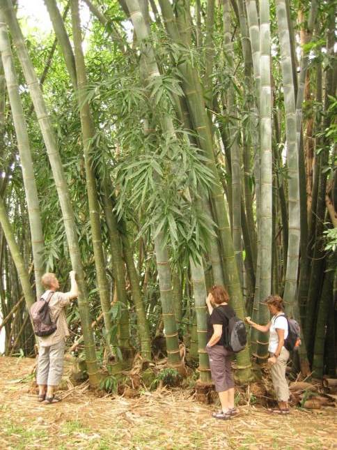 Im Botanischen Garten von Peradeniya