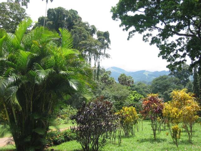 Im Botanischen Garten von Peradeniya