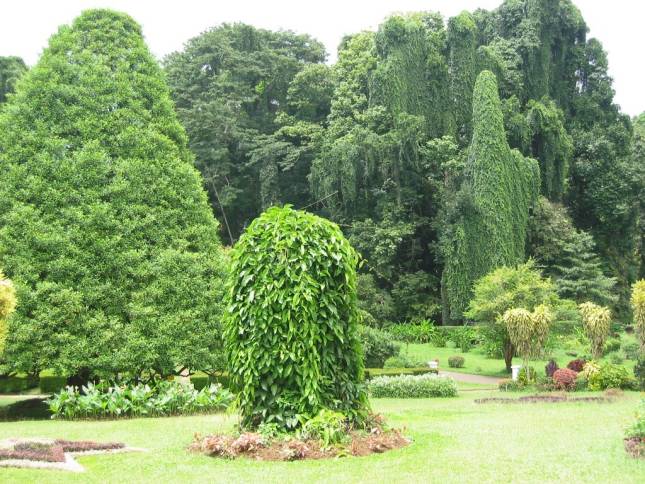 Im Botanischen Garten von Peradeniya