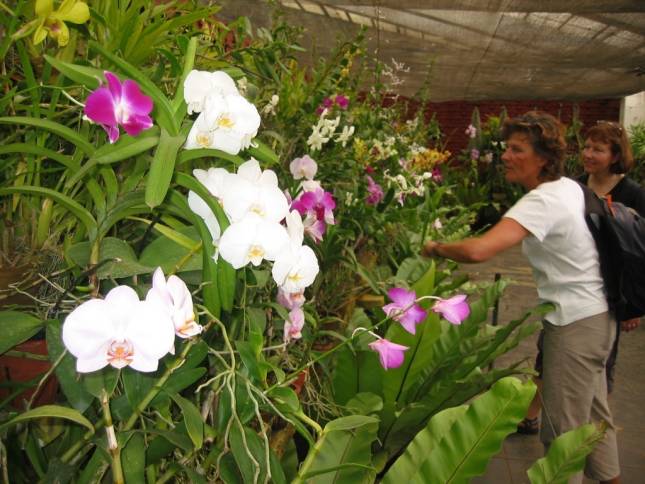 Im Botanischen Garten von Peradeniya