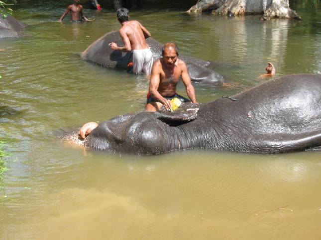 <i>Elefantenbad auf dem Weg nach Anuradhapura</i>