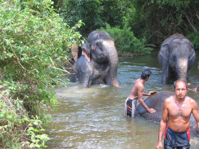 <i>Elefantenbad auf dem Weg nach Anuradhapura</i>