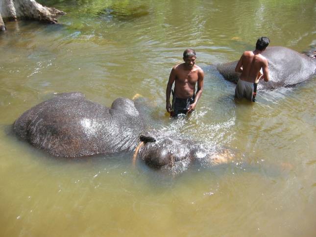 <i>Elefantenbad auf dem Weg nach Anuradhapura</i>