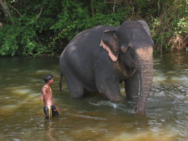 <i>Elefantenbad auf dem Weg nach Anuradhapura</i>