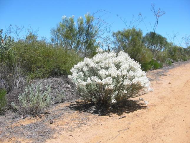 <i><b>Auf dem Weg zum Kalbarri Nat. Park</b></i>