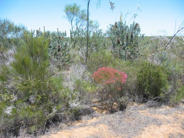 <i><b>Auf dem Weg zum Kalbarri Nat. Park</b></i>