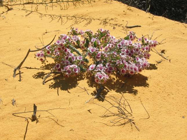 <i><b>Im Kalbarri Nat. Park</b></i>