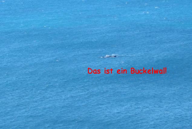 <i><b>Buckelwal an der Kste</b></i>