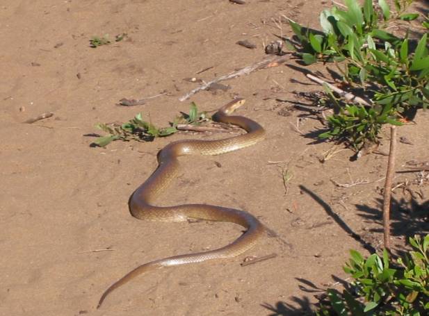 <i><b>Schlange auf dem Wanderweg</b></i>