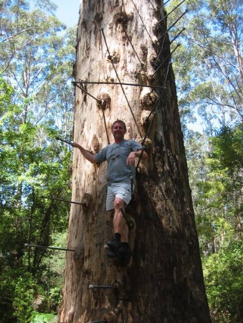 <i><b>Gloucester (Karri-) Baum</b></i>