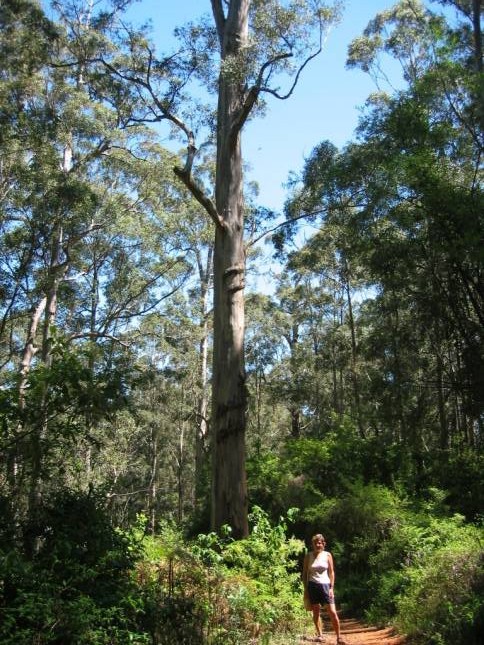 <i><b>Gloucester (Karri-) Baum</b></i>