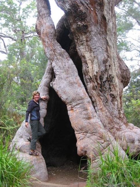 <i><b>Red Tingle Tree Walk</b></i>