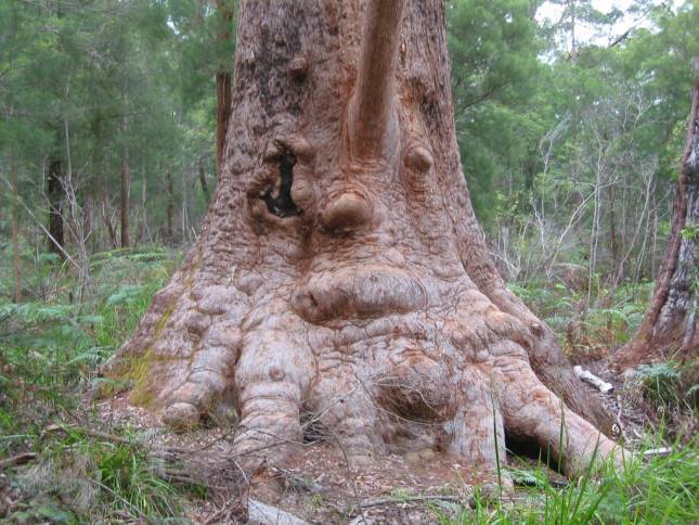 <i><b>Ancient Tree Walk</b></i>