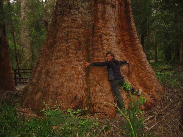 <i><b>Ancient Tree Walk</b></i>