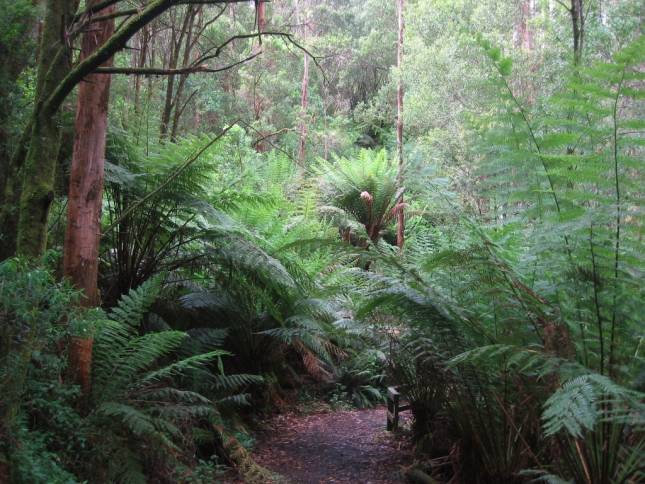 <i>Melba Gully State Park</i>