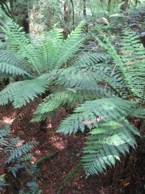 <i>Melba Gully State Park</i>