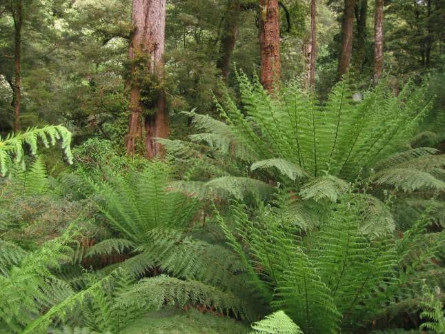 <i>Melba Gully State Park</i>